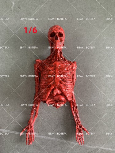 1/6/12 Human Skeleton Half-body Skeleton Model Action Figure MODEL - Picture 9 of 18