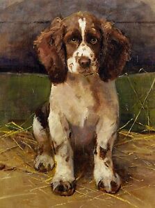 english springer spaniel puppy