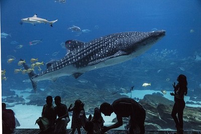 Atlanta Georgia USA 2017 Georgia Aquarium Whale Shark Exhibit Silhouettes