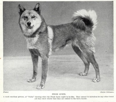 Finsk Spets ''Spitz Like'' - 1934 Vintage Dog Art ''Photo'' Print - CUSTOM MATTED