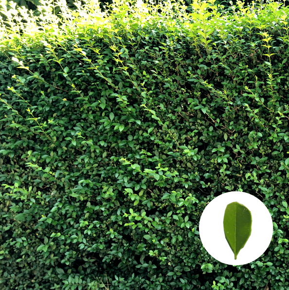 Wintergrne Ligusterhecke (3 - 15m) - Versandfreie Lieferung - Topfware |  eBay.de
