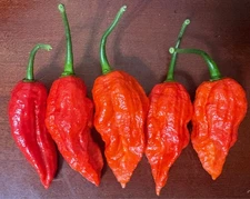 20x Ghost Super Hot | Non-GMO Organic Premium Hot Pepper Seeds | FREE SHIP