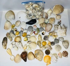 Sea Shells Lot of Assorted Seashells 5+ Lbs Crafts Home Decor Various Sizes