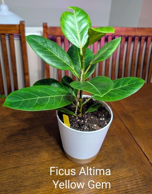 Ficus Altissma Yellow Gem