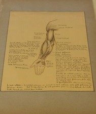 Ancienne planche anatomique dessin au crayon et encre ....curiosité sciences 