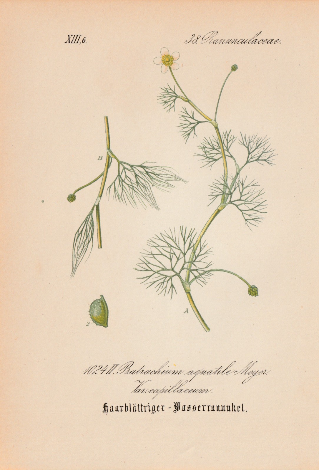 Common Water Crowfoot (Ranunculus aquatilis L.) Chromo-Lithograph 1882 ...