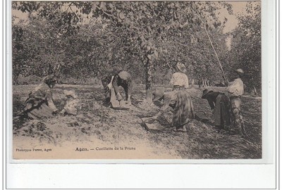 AGEN - Plum Pick - Very Good Condition