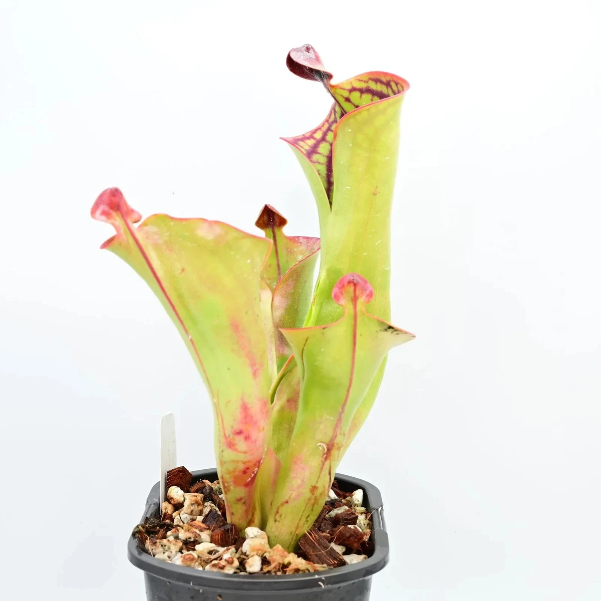 Heliamphora Carnivorous Plants for sale | eBay