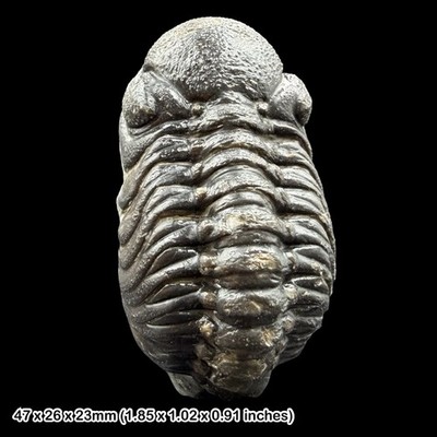 Phacops Trilobit Fossil A Klasse Devon Marokko Taboumakhlouf Formation