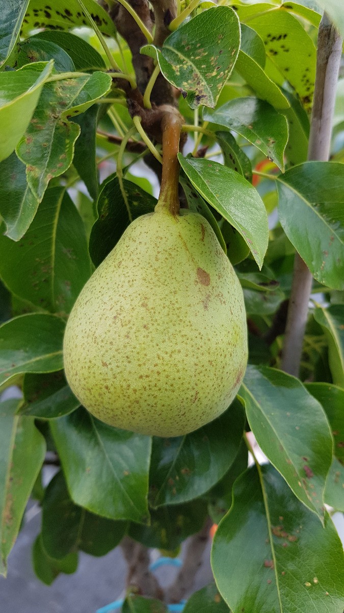Poirier nain Garden Pearl Pyvert variété fruitière premium pour terrasse
