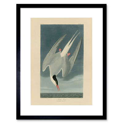 Painting Book Page Birds America Audubon Arctic Tern Framed Wall Art Print