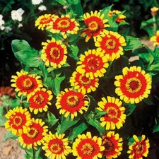 250+ SOMBRERO ZINNIA COLORFUL FRESH HARVEST FOR GARDENS