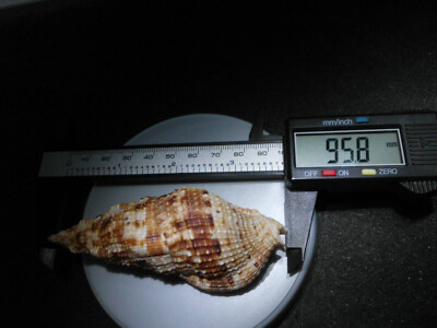 VERY NICE BIG BEAUTY>COLUBRARIA MURICATA(MACULATED DWARF TRITON)>MAURICE ISLANDS
