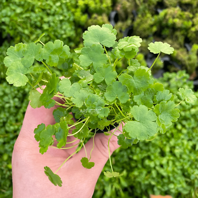 Hydrocotyle Sibthorpioides (Dwarf Pennywort) | Aquarium Plants Factory |  eBay