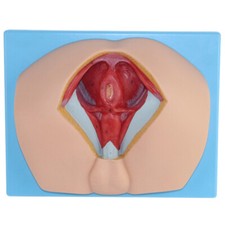 Modelo anatómico reproductivo humano perineo masculino pintura manual PVC médico