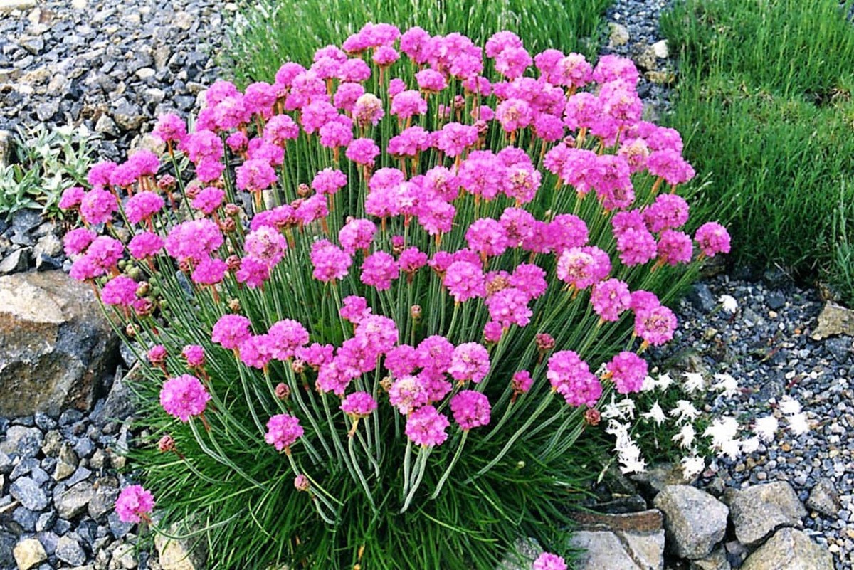 50 SEA THRIFT Armeria Maritima California Sea Pink Cliff Rose