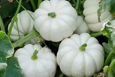White Baby Boo Pumpkin Seeds | Organic 2025
