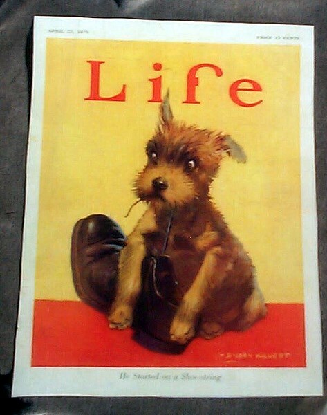  PUPPY DOG "HE STARTED ON A SHOE-STRING " REPRINT LIFE MAG COVER 1925 (BREED?)