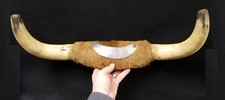 1897 Bull Horns Presented by Native American Indian Chief Tami of Icachi Itachi