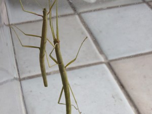 Oeuf De Phasme Baton Carausius Morosus Lot De Ebay