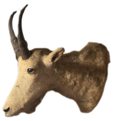 FOR SALE!! Mountain Goat Head Mounted TROPHY size. | eBay