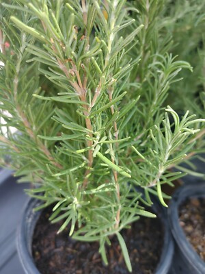 Medium sz. Rosemary Plant, Live Shipped bare root, Herb Garden