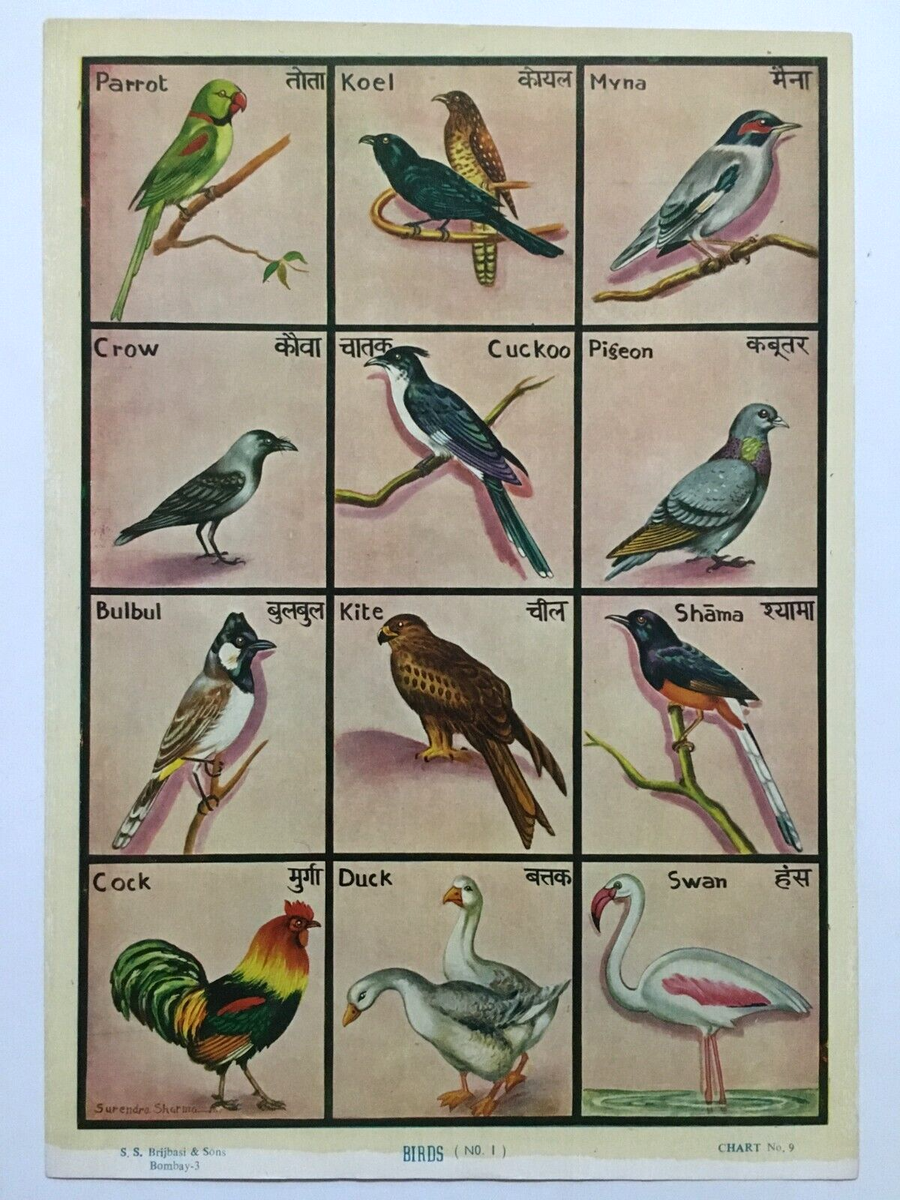 Birds Chart For School Project