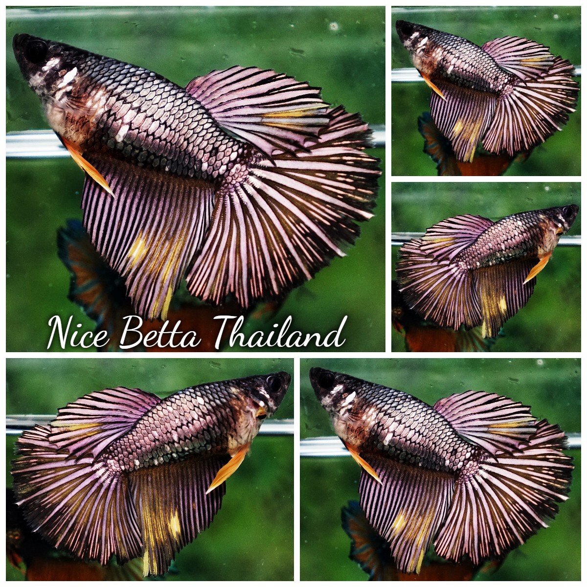 Betta fish Queen of Copper Gold (HM) By Nice Betta Thailand