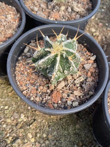 2 pezzi Astrophytum ornatum cv. Fukuryu Rara crescita di semina di cactus 2-3 cm - Foto 6 di 6