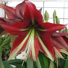 Easy to Grow Amaryllis Ruby Star Plant Bulb Indoor Holiday Outdoor Zones 9-11