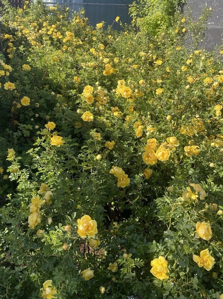 Harrison’s Yellow Rose Pioneer Var. Heritage Resilient Bare root Very Hardy - Image 2 of 4