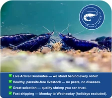 20 Quality Blue Diamond / Blue Sapphire Shrimp |FREE SHIPPING |Live Guarantee