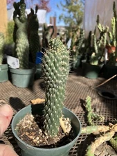 Cholla Cylindropuntia  Buckhorn Cactus CREST 6”Tall #21G Succulent Houseplant