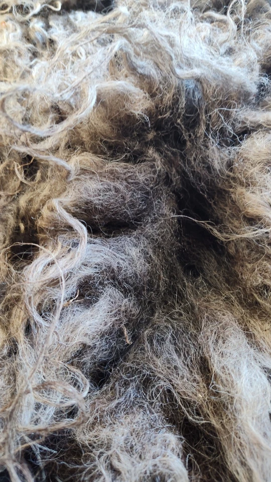 raw wool - Shetland fleece - gray/black/flecks of brown- felting - FREE SHIPPING - Image 2 of 4