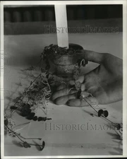1956 Press Photo Rosary Vine Tuber Resting on Hand - mjb86764