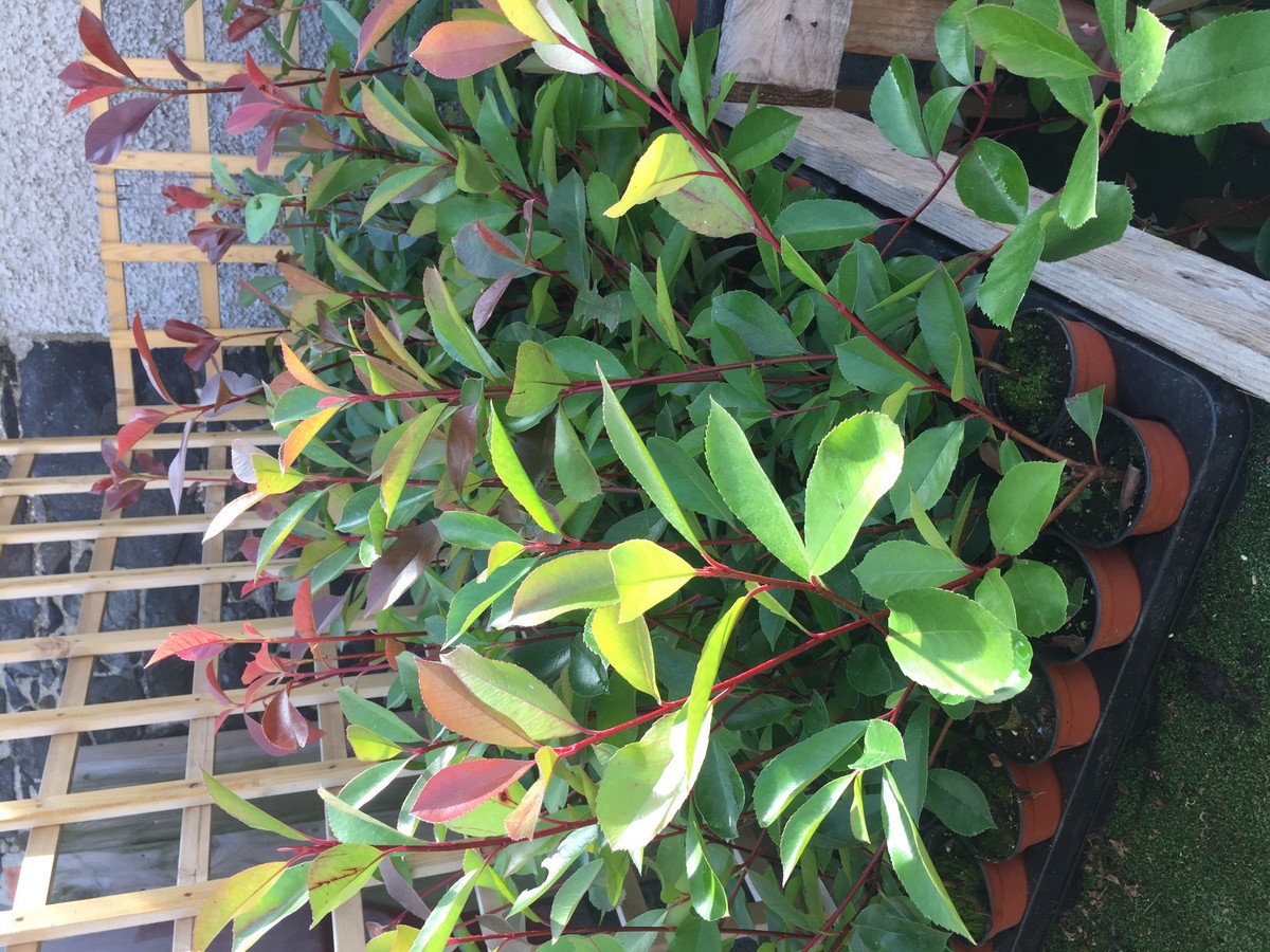 100 Red Robin Hedging Photinia Evergreen Plants Fast Growing 25-30cm Potted  | eBay