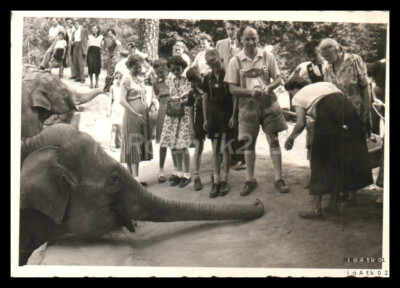 Photo, Fam.a.Nuremberg, day trip to the zoo, feeding elephants, 5026-1212