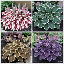 100 Hosta Seeds for Planting Outdoors Mixed Color Rare Perennial Flower Seeds