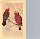 VINTAGE POSTCARD  EARLY ARTIST NEVILLE CAYLY  GALAHS       1900s
