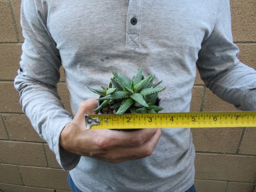 Haworthia attenuata 'Enon' Succulent clump - Picture 7 of 7