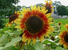20 Dwarf Red Giant Sunflower Seeds Exotic Multiple Heads per Plant