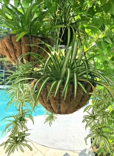Six of the perennial house plant rooted-  white and green spider plant  