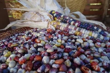 Painted Mountain - unique corn developed  from Montana Native varieties
