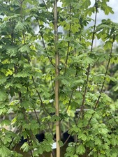 3x Acer Campestre Elegant Field Maple Trees 5-6ft in Pots