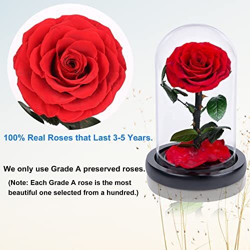 Handmade Preserved Roses in Glass Dome Valentines Day Gifts for Her Real Red - Picture 6 of 6
