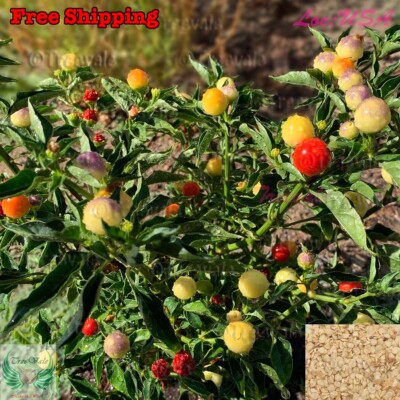 Rare Wild Permafrost Hot Purple | Wild Hot Pepper | NON-GMO