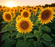 Dwarf Incredible Sunflower Seeds - Heirloom Seeds, Dwarf Sunflower, Seed Packets