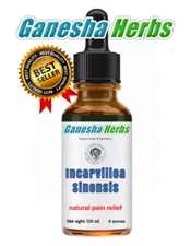 INCARVILLEA SINENSIS - Extract Liquid Tincture - Natural Pain Relief - 4 OUNCES!