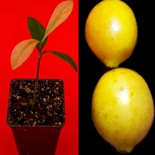 Garcinia Brasiliensis - superior Lemon Drop Mangosteen Tropical Fruit Tree Plant