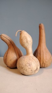 Large Natural Dried Gourds Lot of 3 Interior Decor Crafting Art Projects